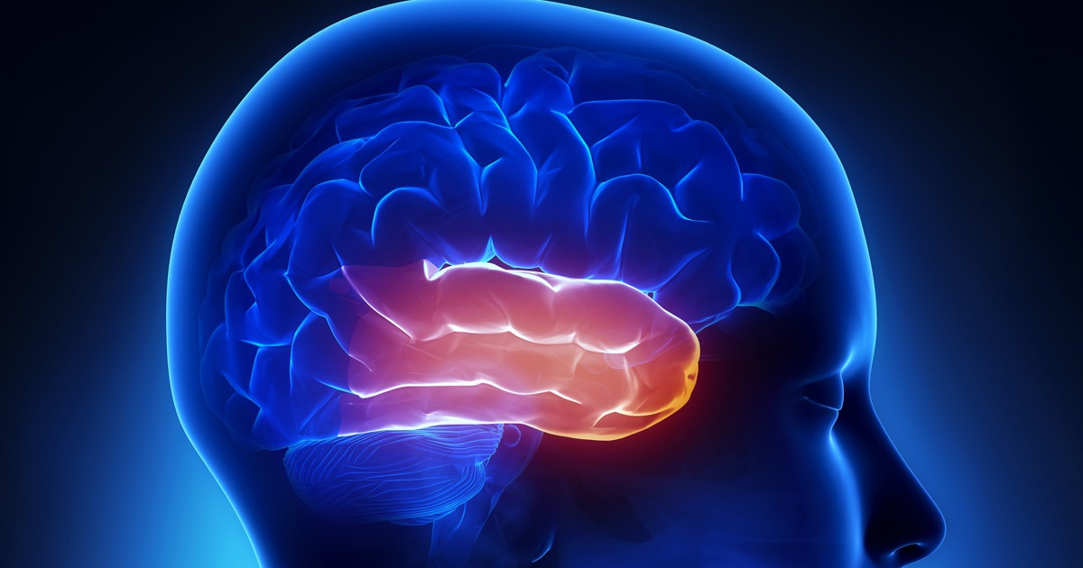 temporal-brain